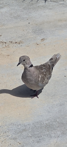 Eurasian Collared-Dove