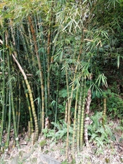 Bambusa tuldoides