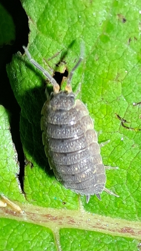 Common Rough Woodlouse