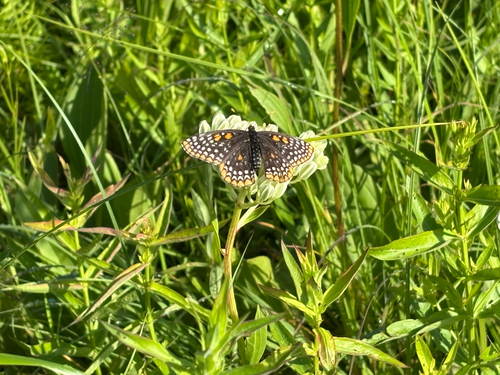 iNaturalist observation photo of Baltimore Checkerspot