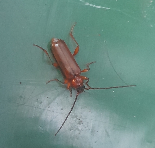 Tanbark Borer