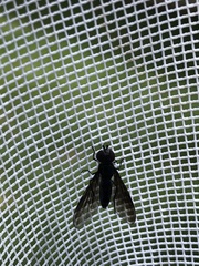 Ocyptamus dimidiatus