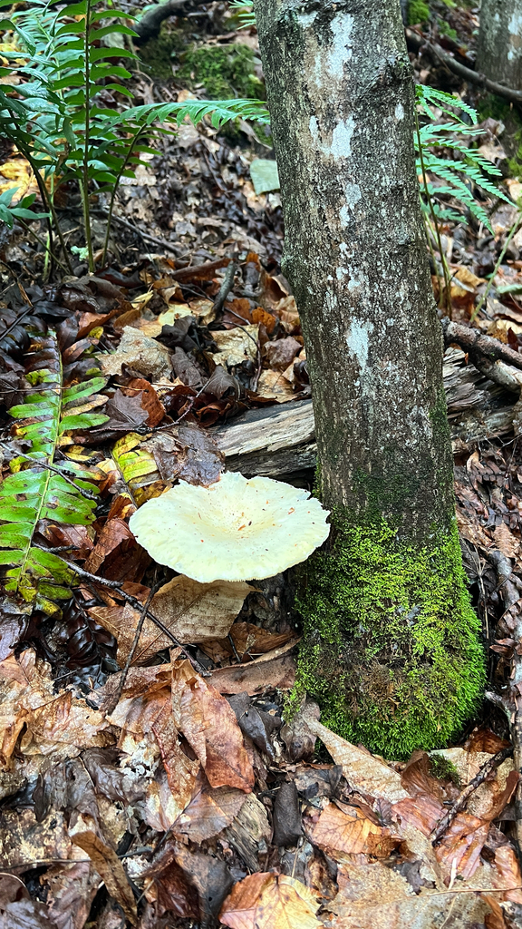 Lynx Paw Oyster · June 2026 · photo: Photo: no rights reserved · iNaturalist