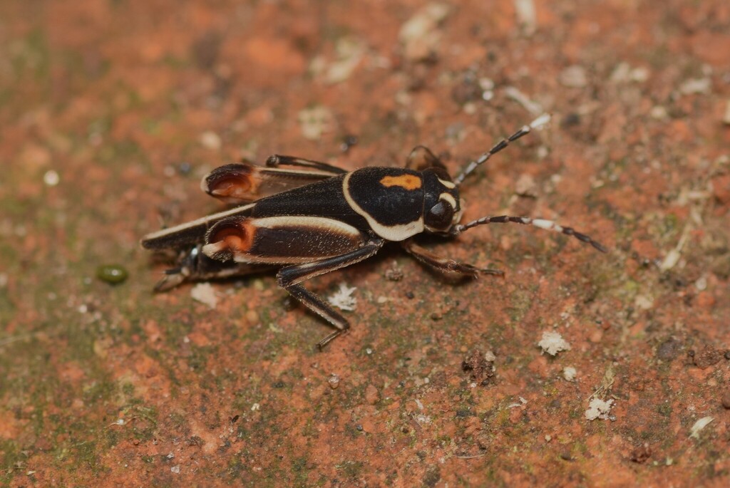 Ripipteryx mopana