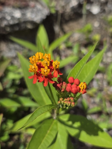 tropical milkweed