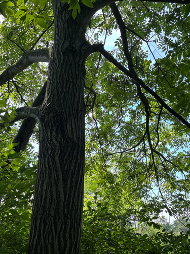iNaturalist observation photo of Butternut