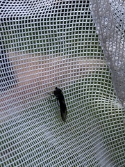 Ocyptamus dimidiatus