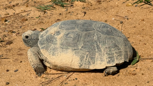 Gopher Tortoise
