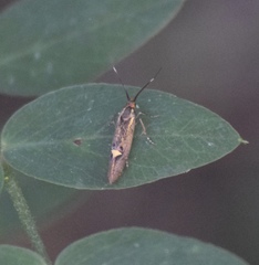 Esperia sulphurella