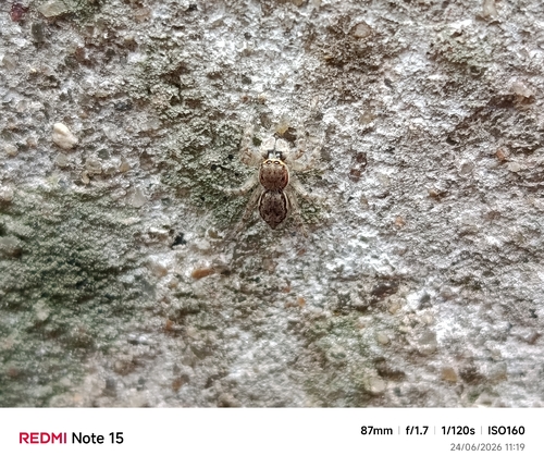Gray Wall Jumping Spider