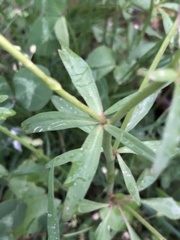 Ranunculus abortivus