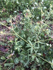 Ranunculus abortivus