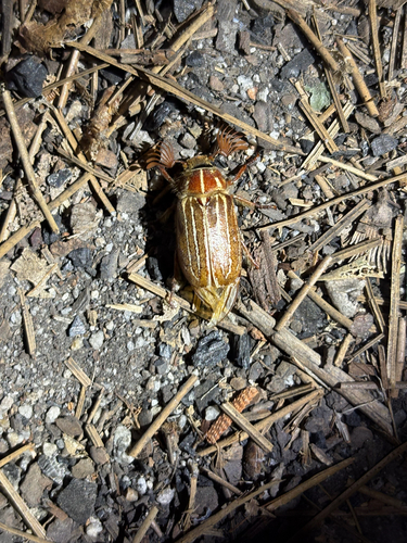 iNaturalist observation photo of Lined June Beetles