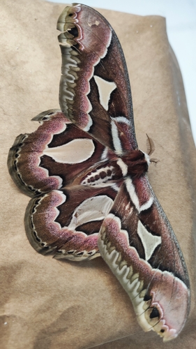 Rothchild's Atlas Moth