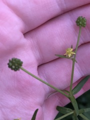 Ranunculus abortivus