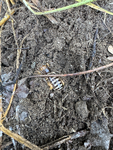 iNaturalist observation photo of North American Jerusalem Crickets