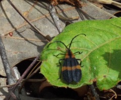 Calopteron discrepans