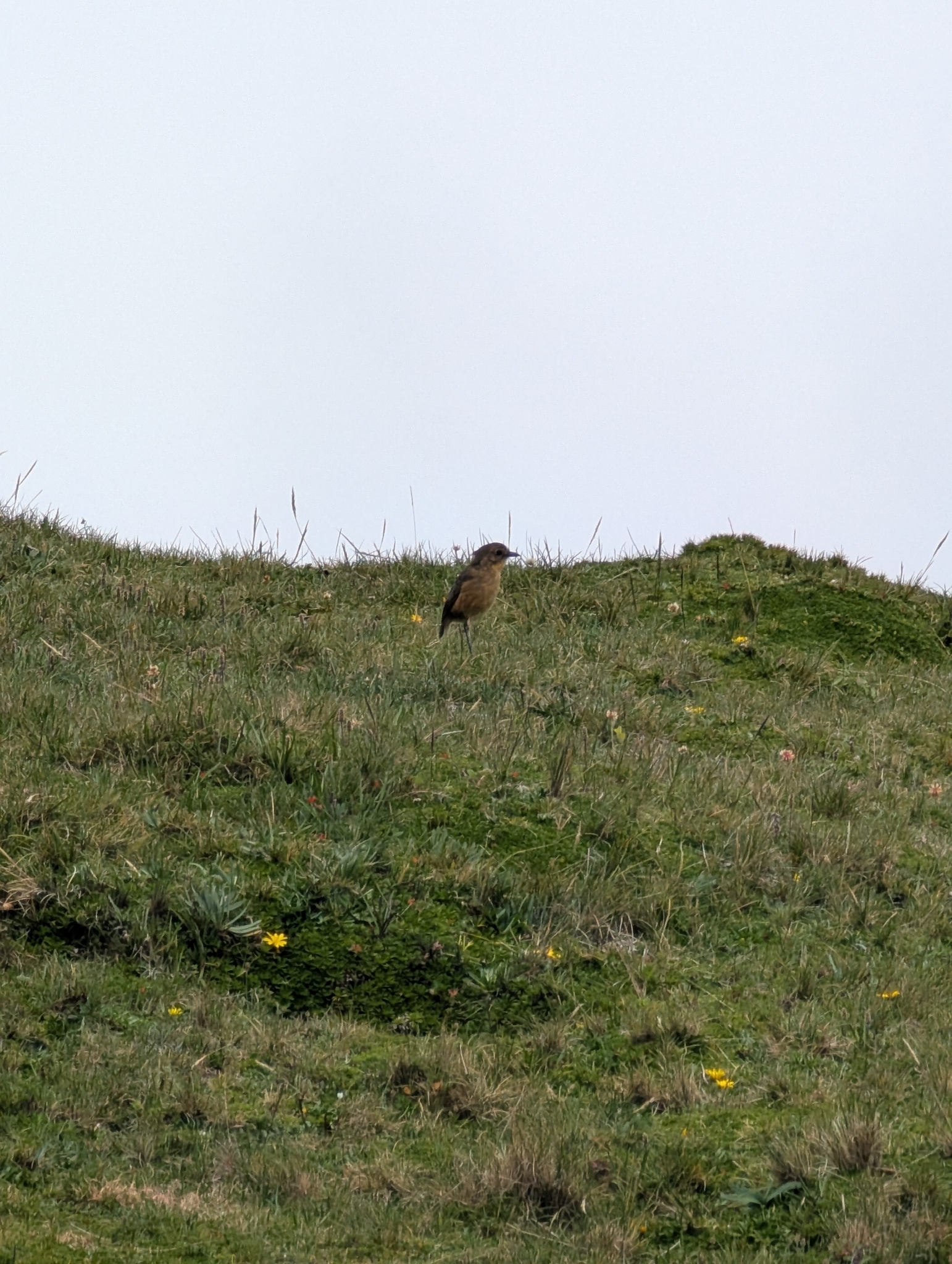 Tawny Antpitta (Grallaria quitensis), photo 8