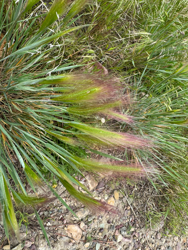 Foxtail Barley