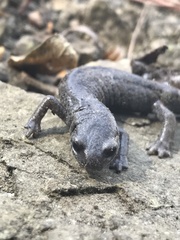 Chunky False Brook Salamander photo 3