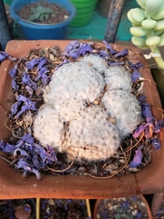 Mammillaria plumosa