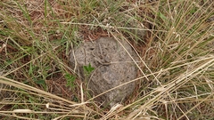 Phrynosoma orbiculare