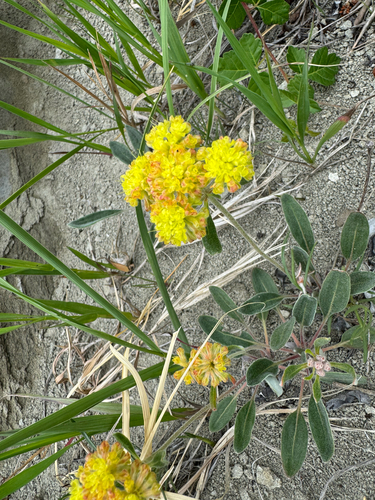 alpine golden buckwheat