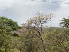 Handroanthus chrysanthus