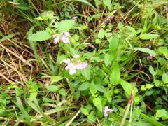 Lantana megapotamica