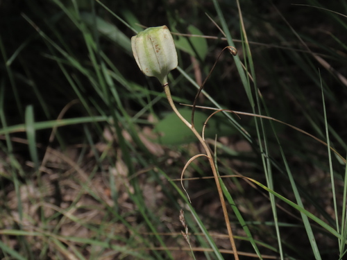 Fritillaria ruthenica