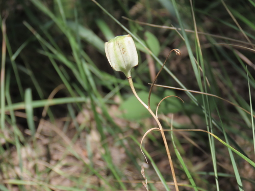 Fritillaria ruthenica, photograph 1
