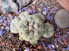 Lophophora diffusa