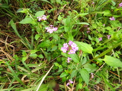 Lantana megapotamica