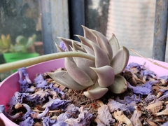 Echeveria tobarensis