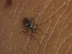 Aedes aegypti image