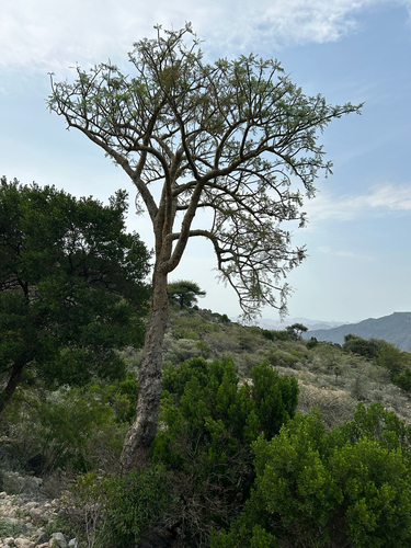 Frankincense Tree