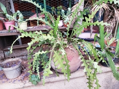 Disocactus anguliger