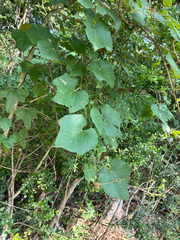 Vitis cinerea, photograph author not stated, no rights reserved