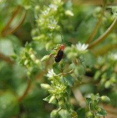 Atalantycha bilineata