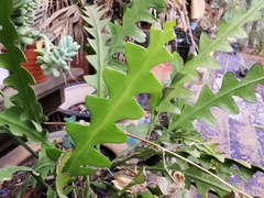 Disocactus anguliger