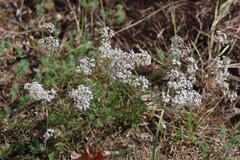 (c) Andrejus Gaidamavičius, some rights reserved (CC BY) Gypsophila fastigiata, photograph (c) Andrejus Gaidamavičius, some rights reserved (CC BY)