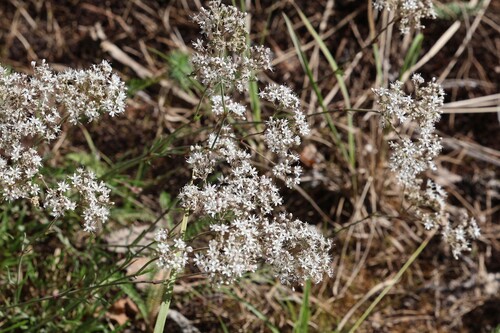 Gypsophila fastigiata, photograph 4