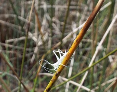 Conocephalus spartinae