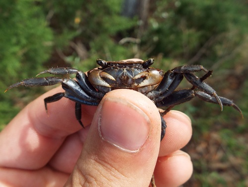 Squareback Marsh Crab, photo 4 of 10