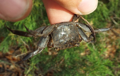 Squareback Marsh Crab, photo 2 of 10