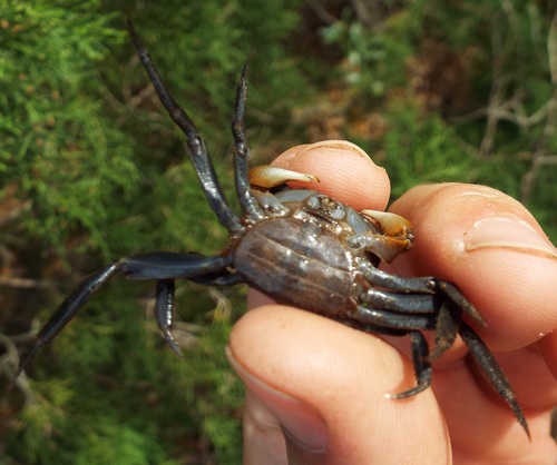 Squareback Marsh Crab, photo 5 of 10