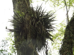 Gleditsia amorphoides