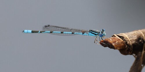 Big Bluet photo 5