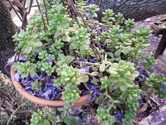 Sedum lucidum