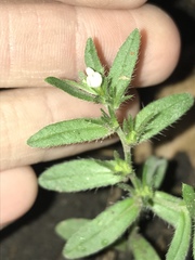 Buglossoides arvensis